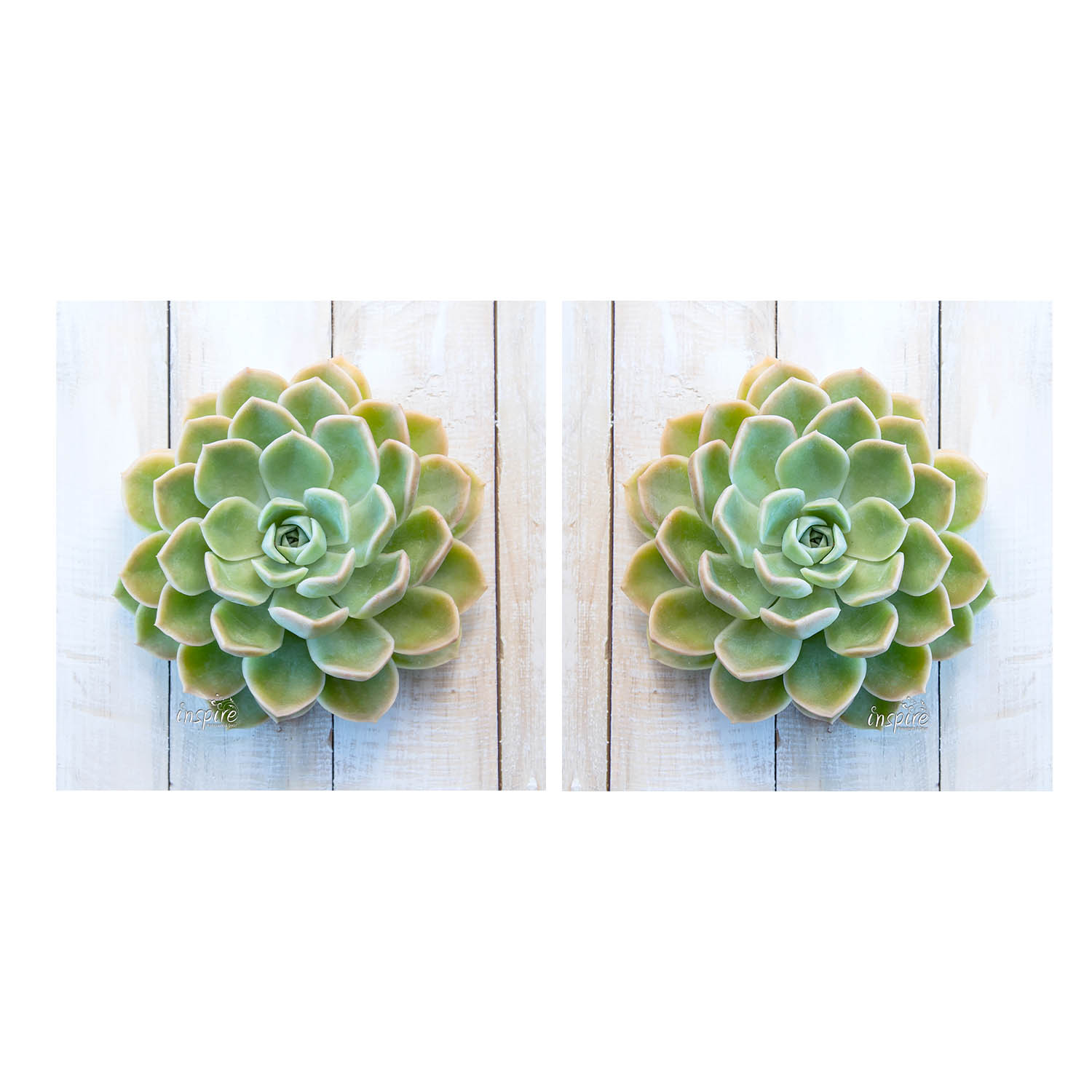 Scatter Cushion GR 1 – Green Succulent