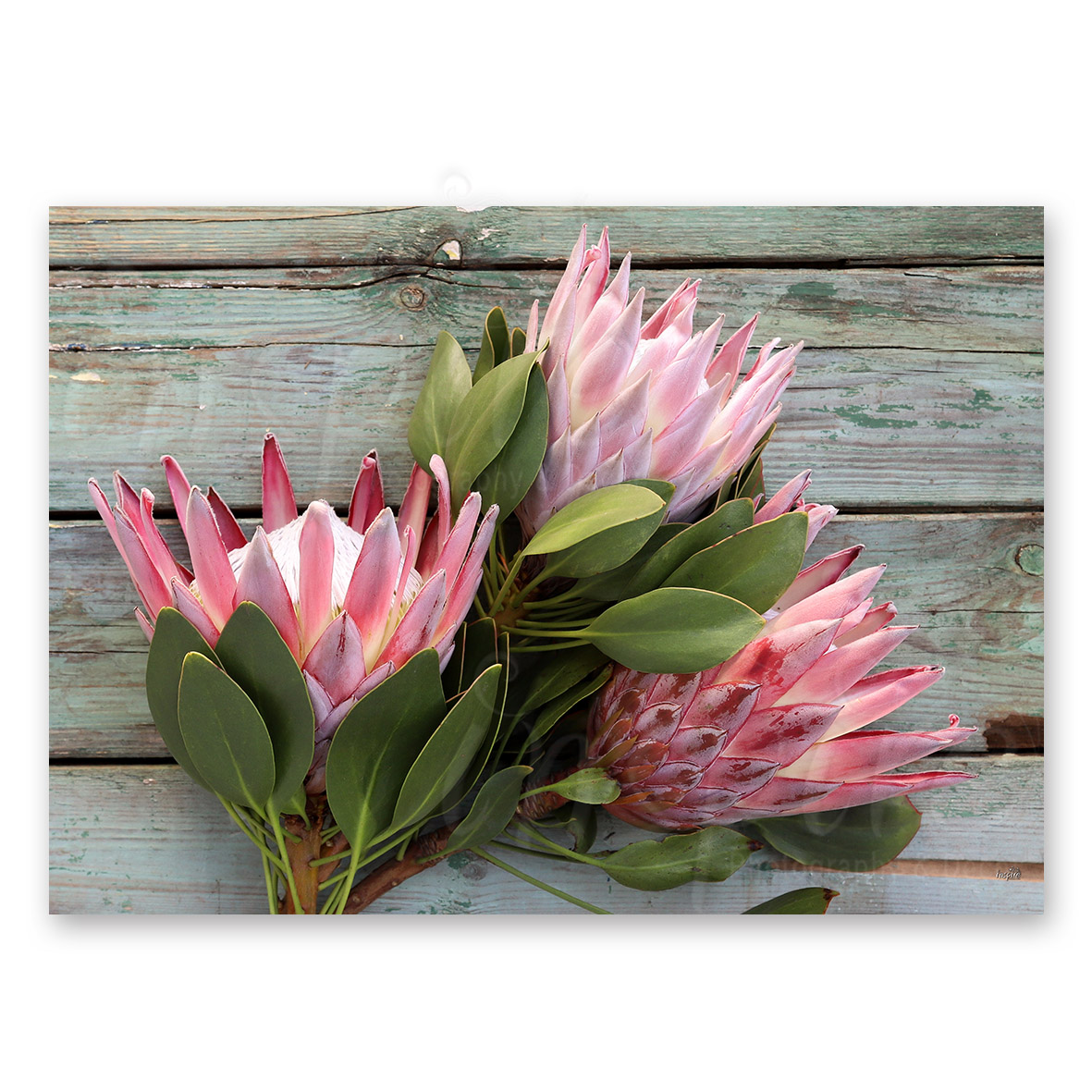 Canvas – Proteas on rustic Seagreen Wood (PKH 128)