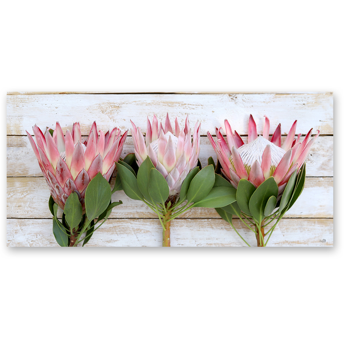 Canvas – Three King Proteas on white wood (PKH 2)
