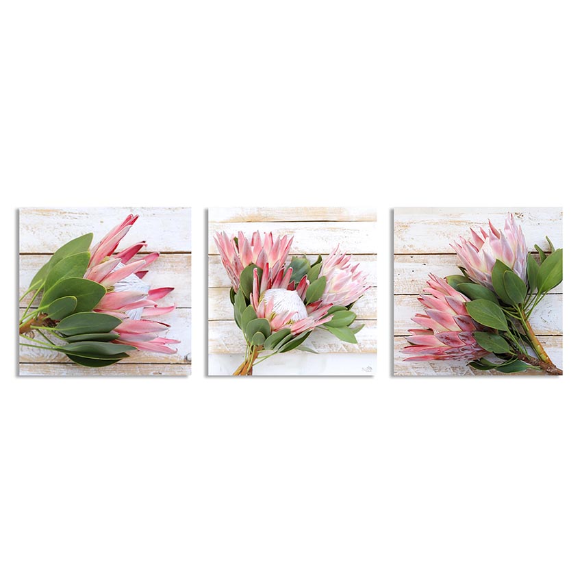 Canvas – Set of 3 Vintage Joy Proteas