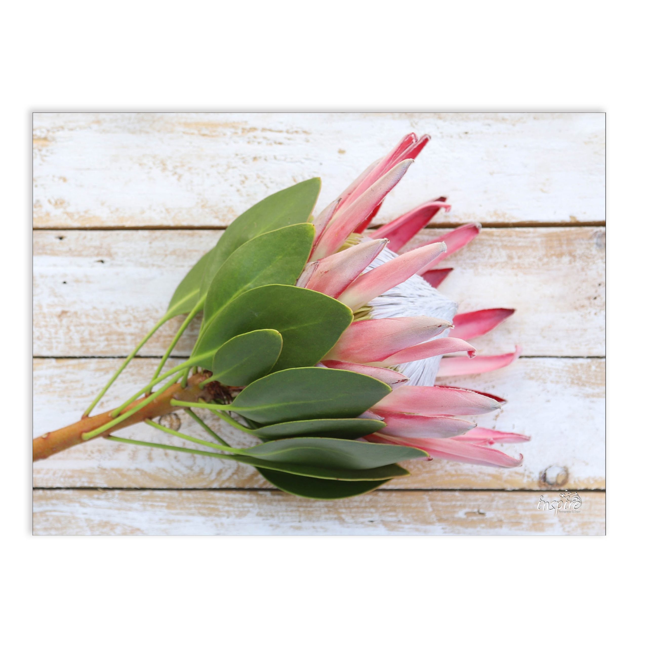 Hot Pot Stand : Proteas (Tile PKH 48)