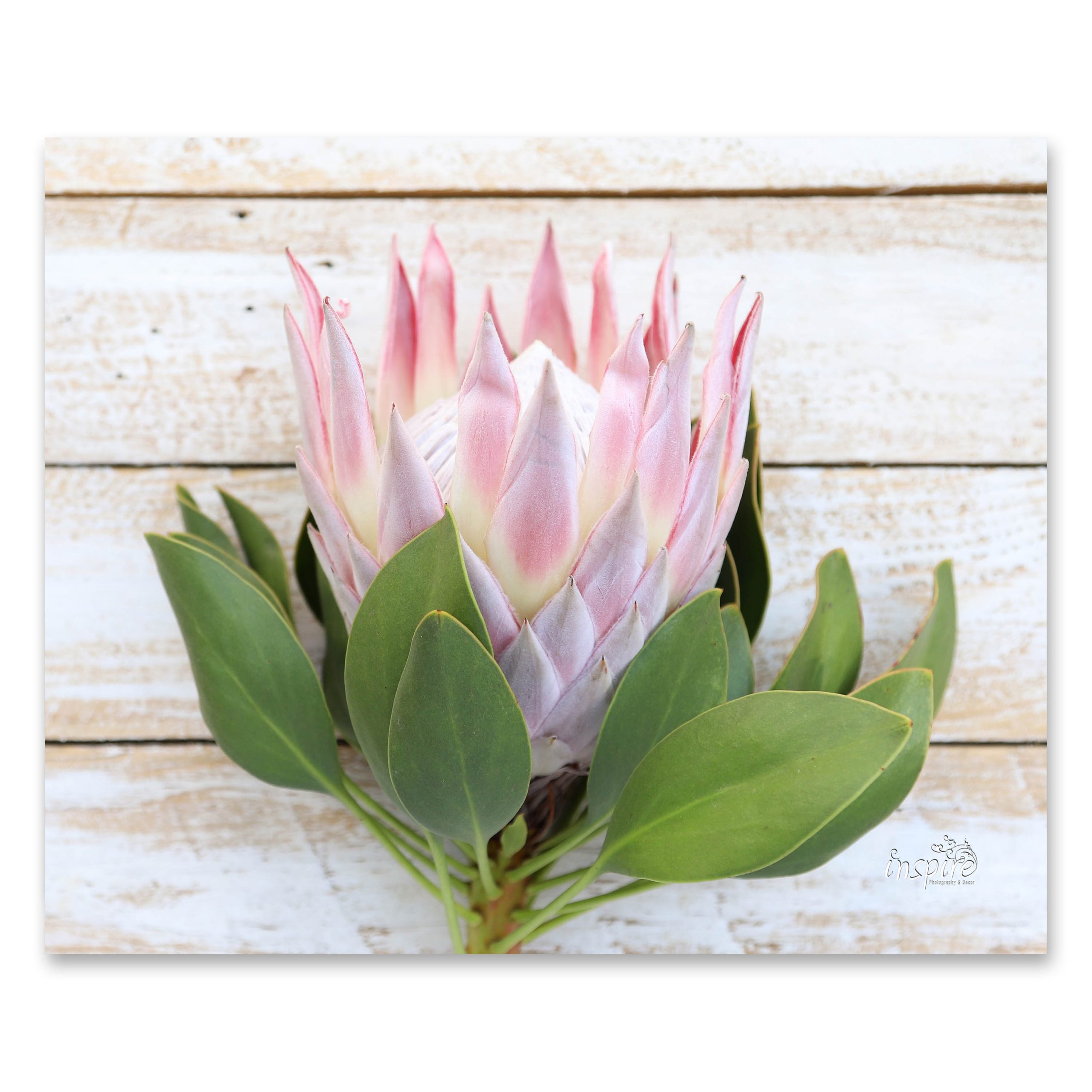 Hot Pot Stand:  Protea (Tile PKH 46)