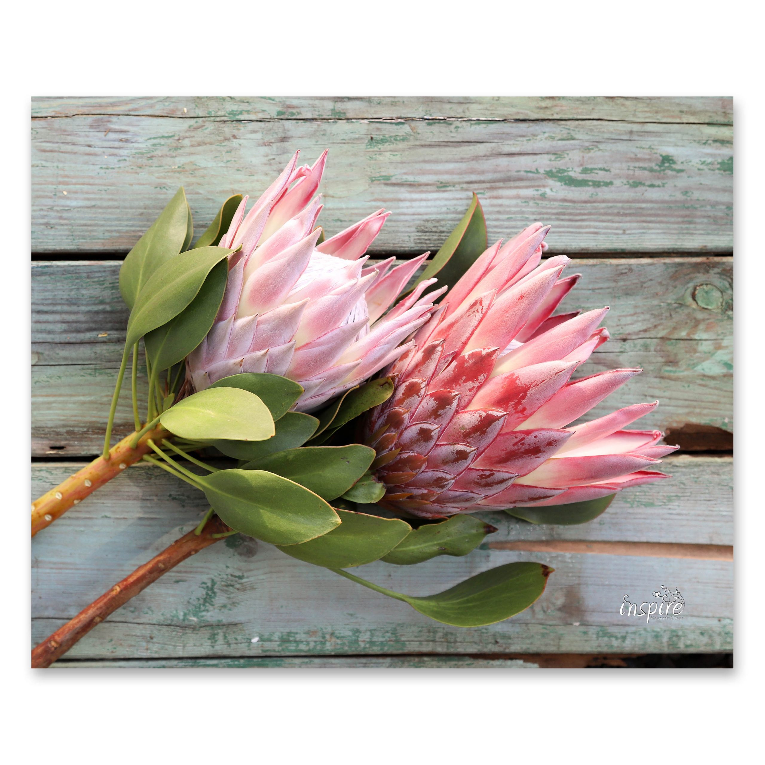 Hot Pot Stand: Protea (Tile PKH 124)