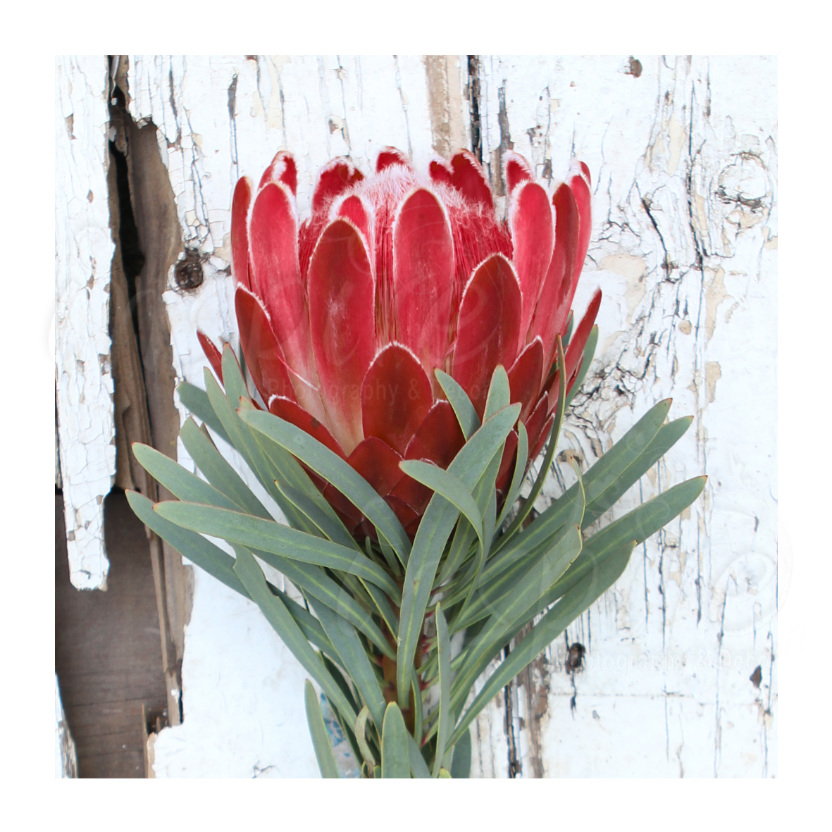 Canvas – “squares” Red Protea (5157)