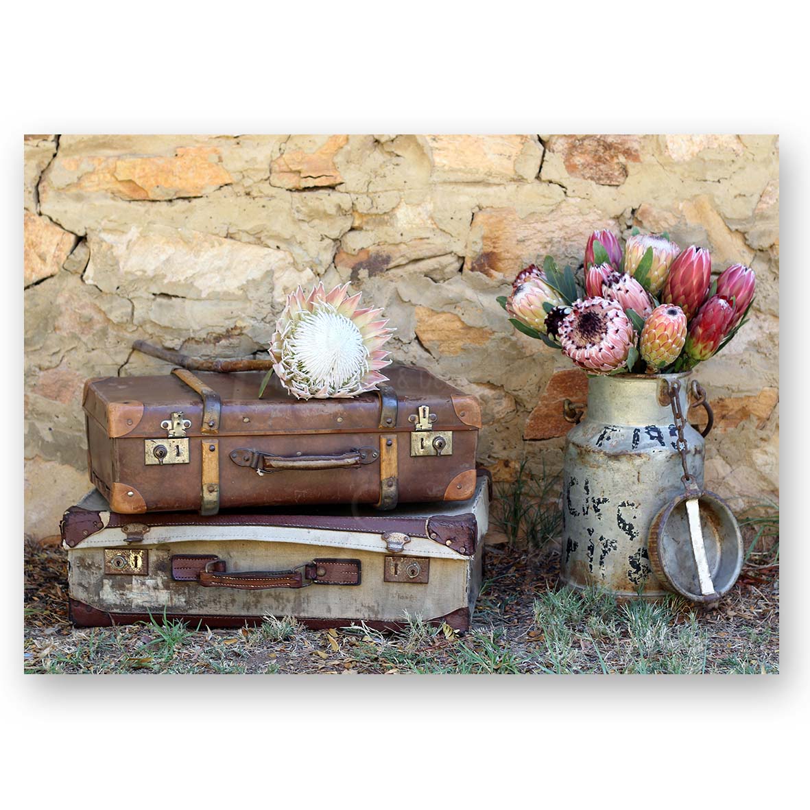 Old Suitecases and Proteas – 6453