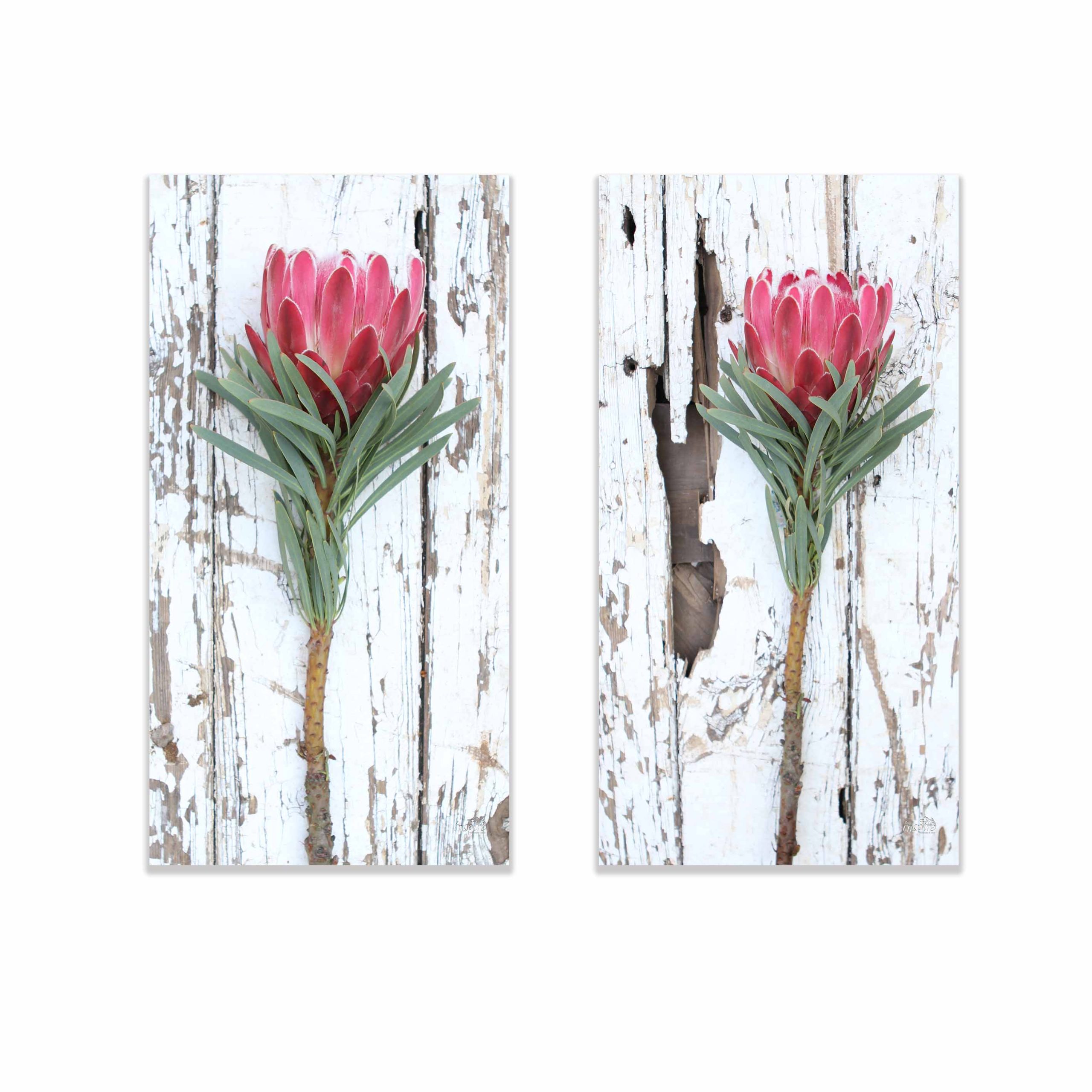 Canvas – Red Proteas